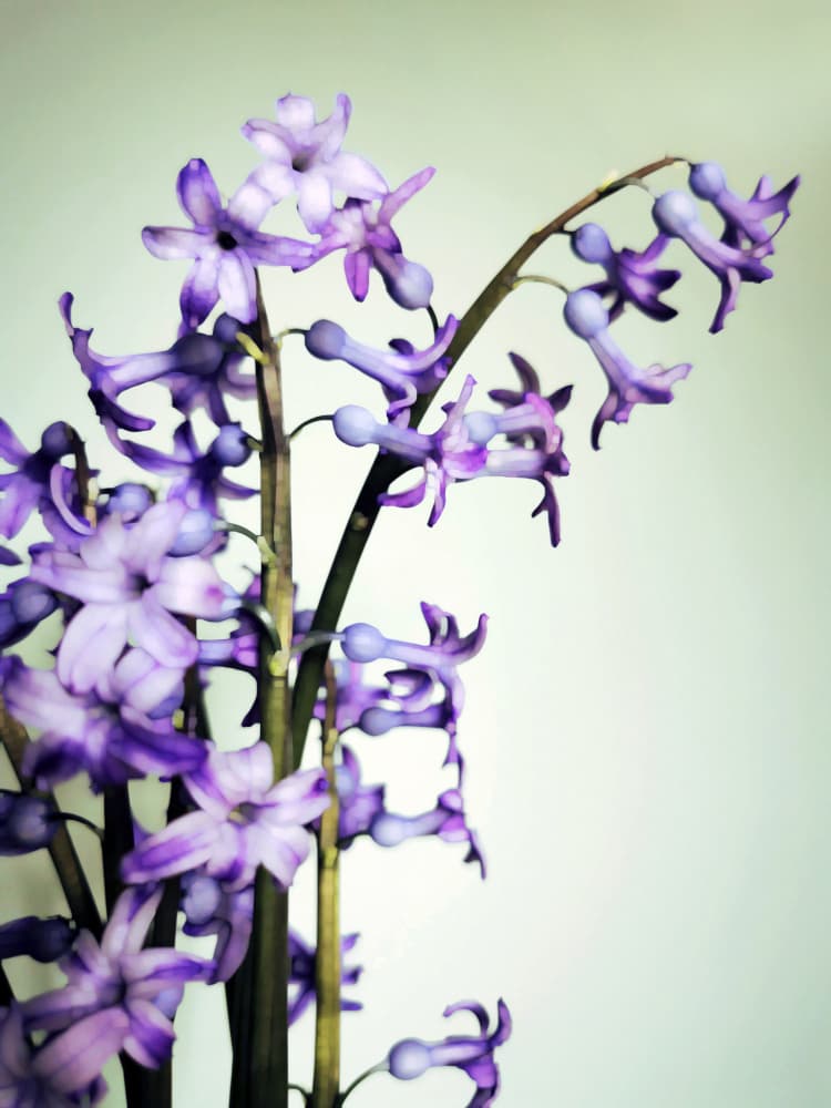 Purple Hyacinth Blooms by Angelo Cerantola — canvas wall art