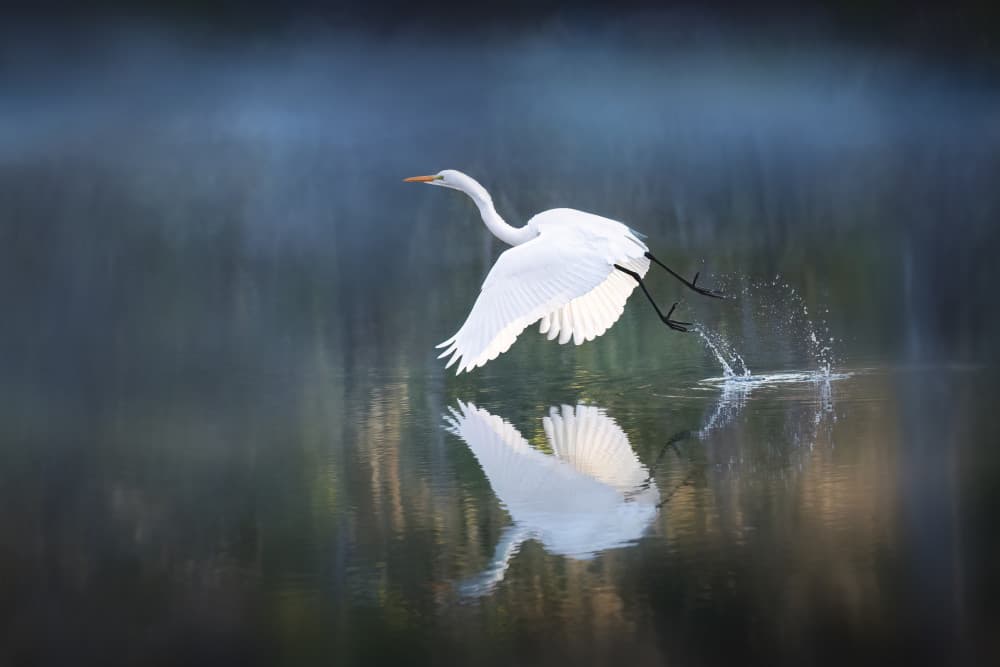 Egret Takes Flight by Leah Xu — canvas wall art