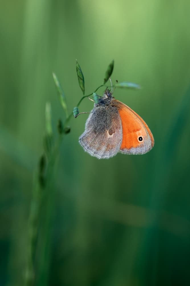 Orange Butterfly Meadow by Andrii Kazun — canvas wall art