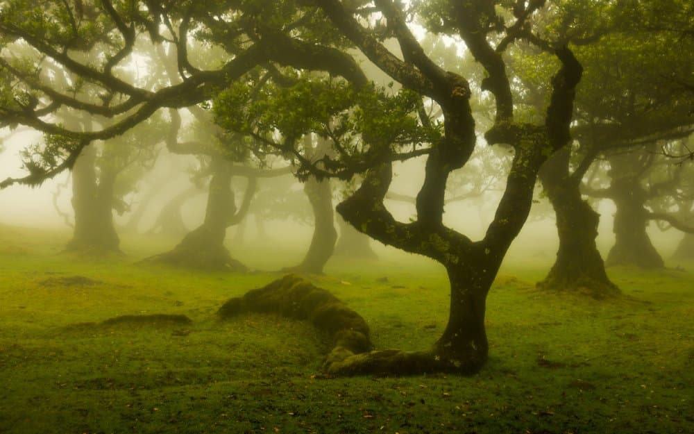 Misty Enchanted Forest by Rogaczewska — canvas wall art