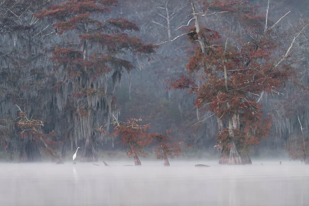 Egret in Misty Cypress by Roberto Marchegiani — canvas wall art