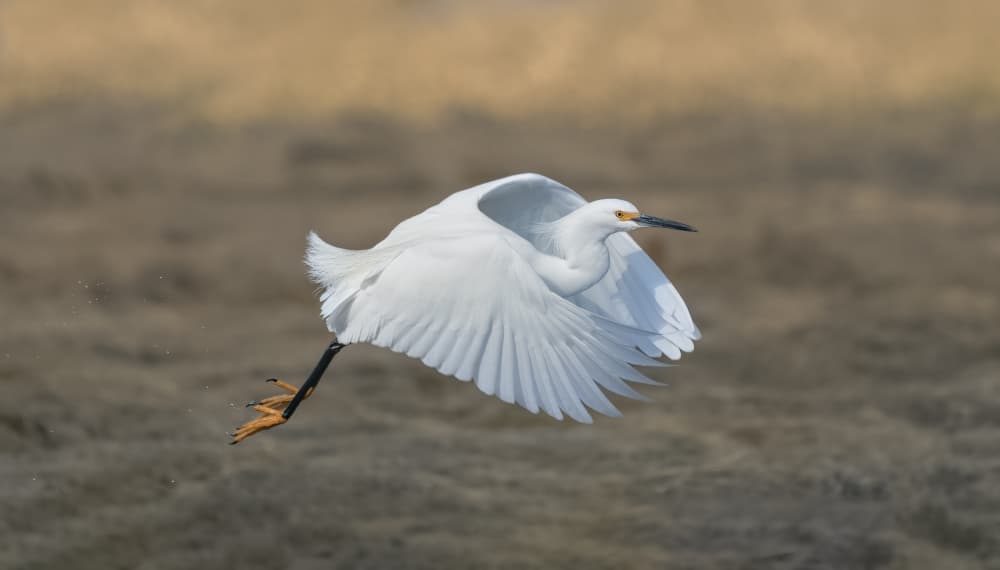 Snowy Egret In Flight by Xiaobing Tian — canvas wall art