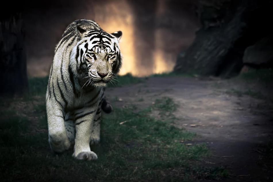Majestic White Tiger
