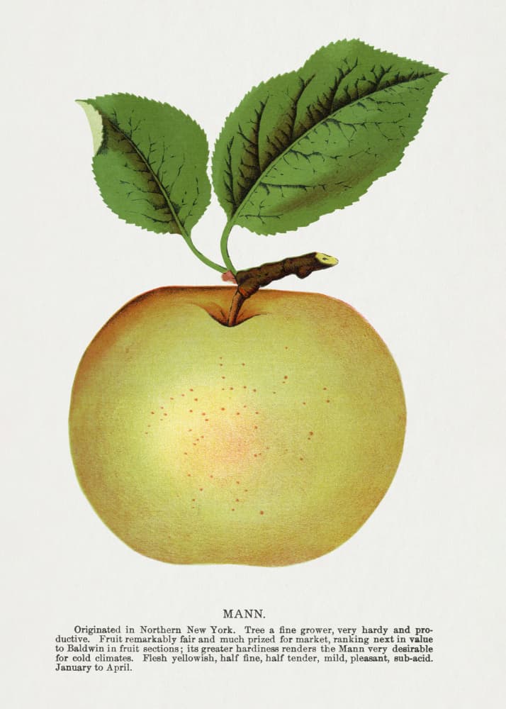 Mann Apple Lithograph by Botanical Specimen Rochester Lithographing — canvas wall art