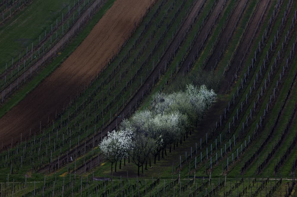 Spring Vineyard Blossoms by Clas Gustafson PRO — canvas wall art