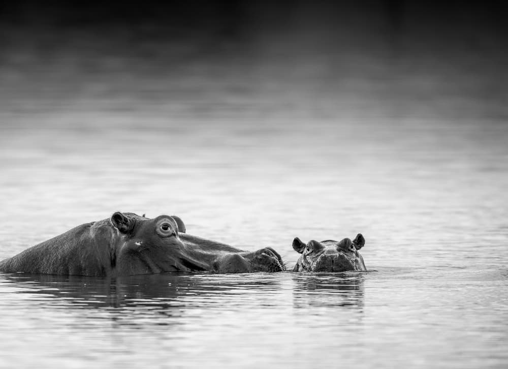 Mother and Baby Hippos by Jaco Marx — canvas wall art