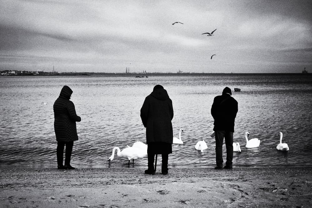 People Watching Swans by Elena Raceala — canvas wall art