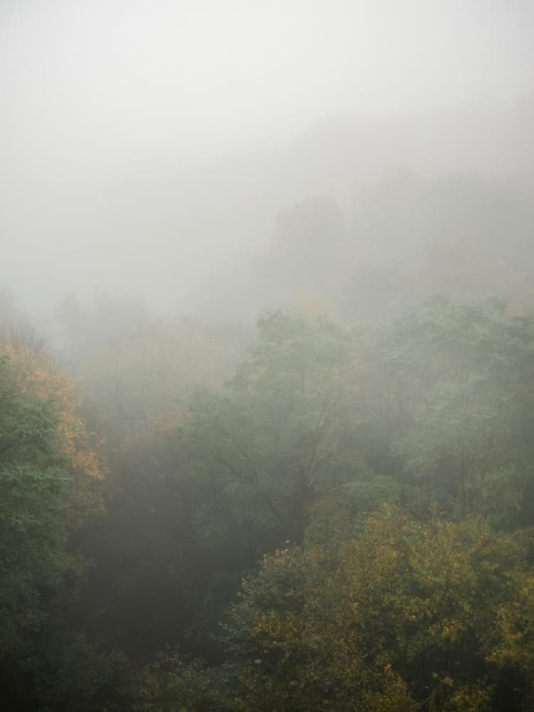Foggy Autumn Forest by Raisa Zwart — canvas wall art