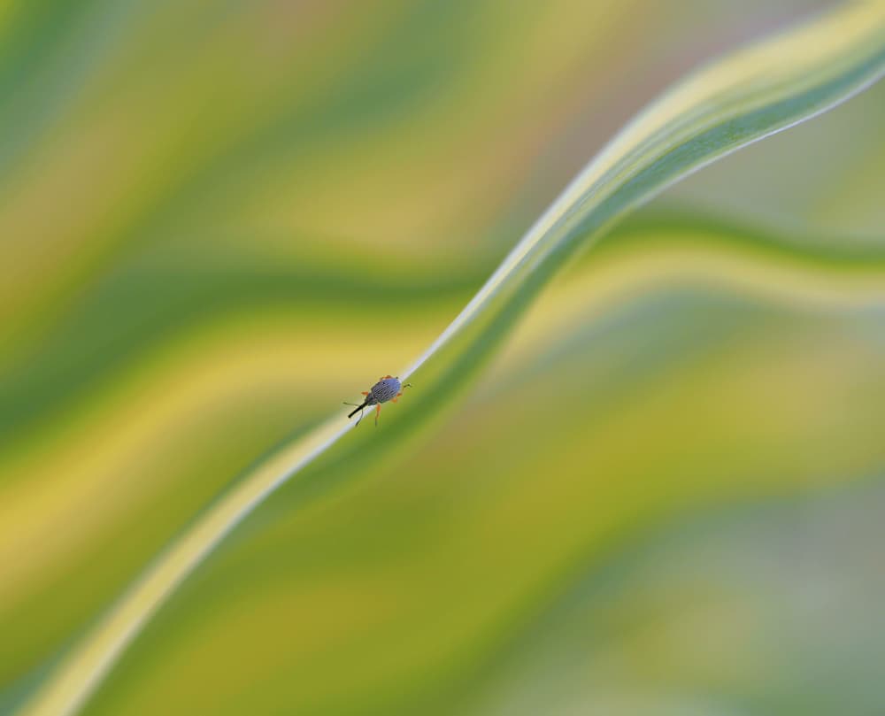 Tiny Bug on Green Leaf by Thierry Dufour — canvas wall art