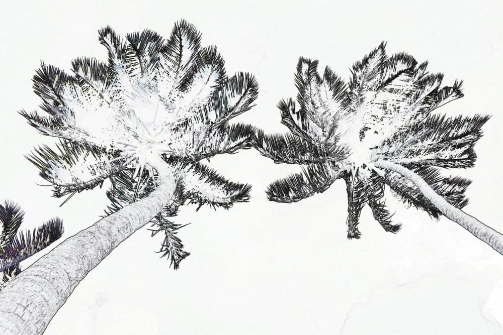 Monochrome Tropical Palms by Santhosh ch — canvas wall art