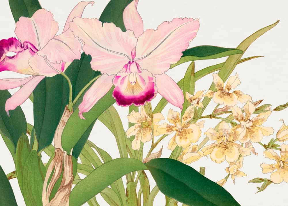 Oncidium Woodblock Painting No.2 by Tanigami Konan — canvas wall art
