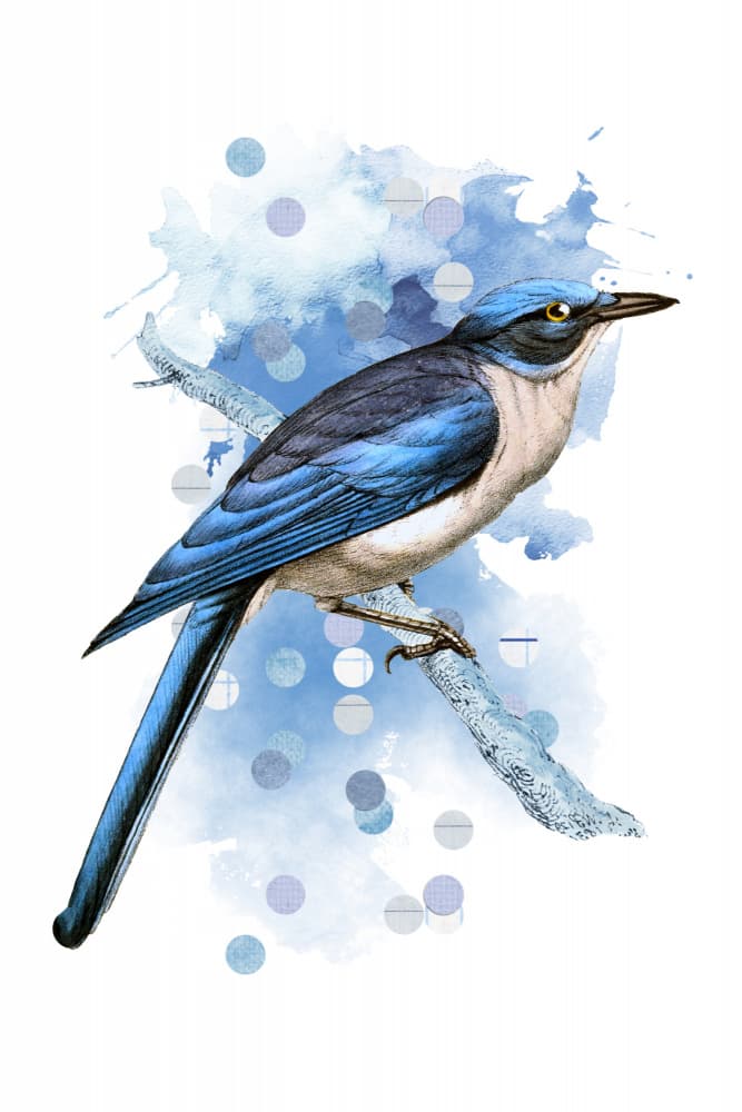 Watercolor Blue Jay