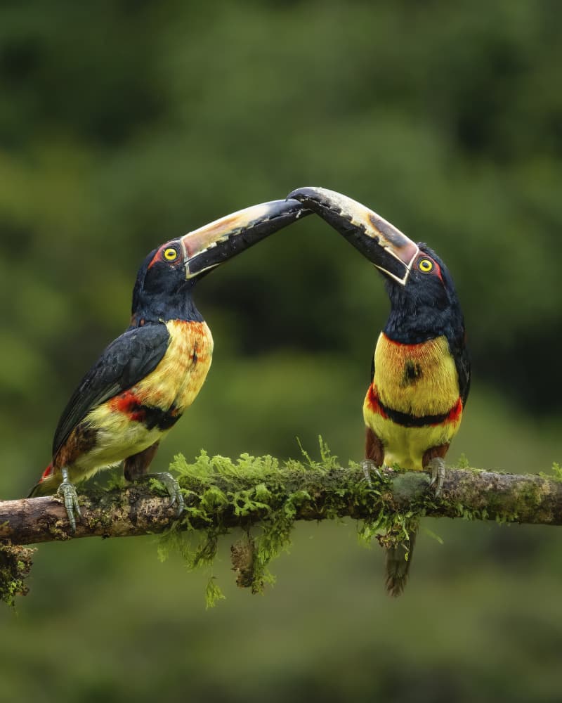 Toucans Touching Beaks by Saurabh Dhanorkar — canvas wall art