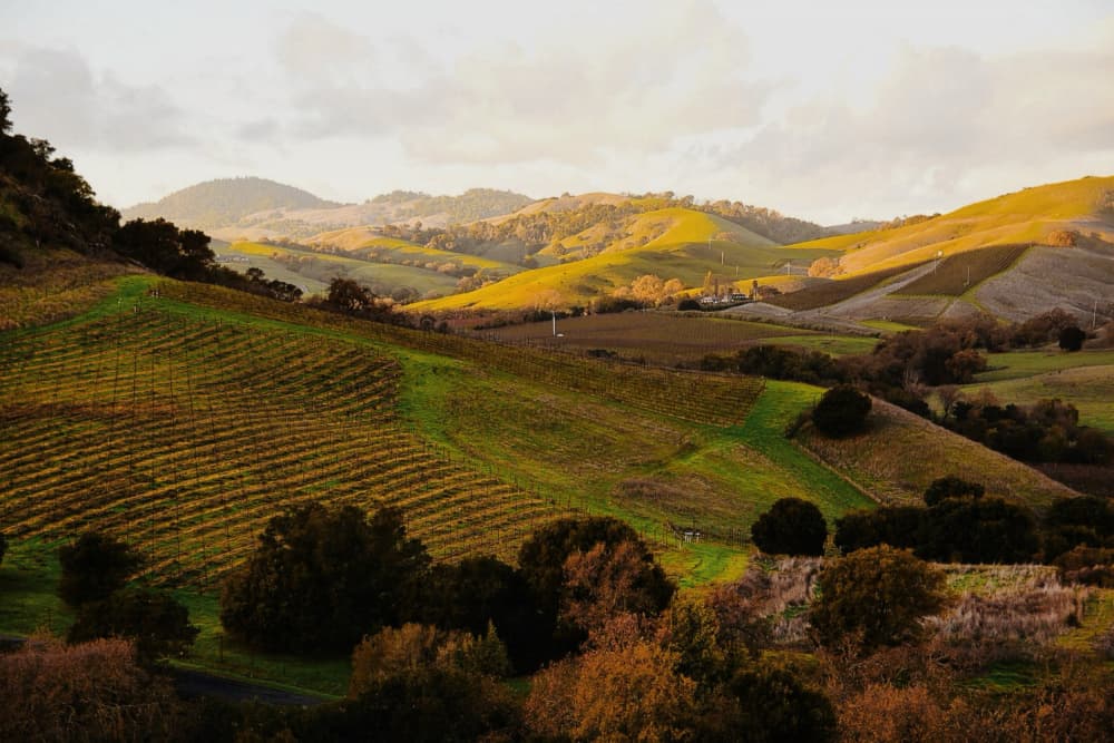 Golden Vineyard Hills by Del Mundo Imagery — canvas wall art