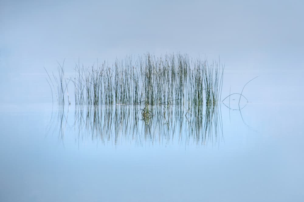 Calm Reeds Reflection by George Digalakis — canvas wall art