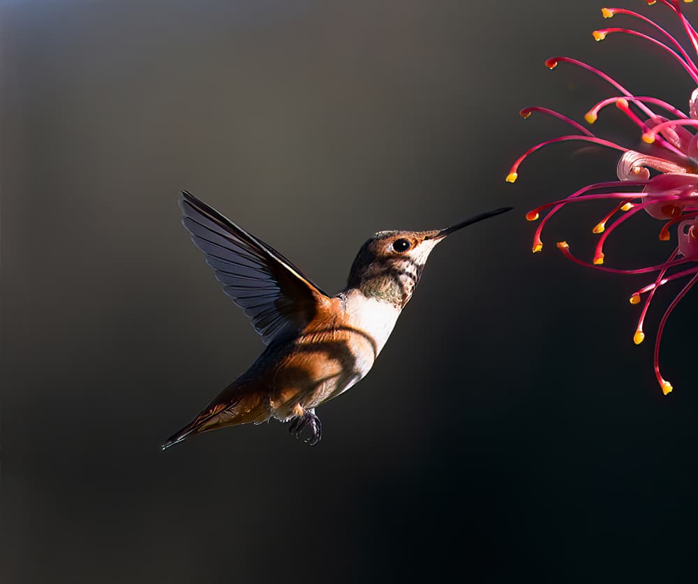 Hummingbird Nectar Sip by NanZ — canvas wall art