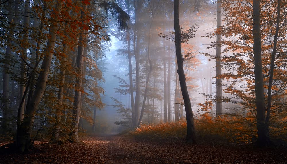 Sunlit Forest Mist by Norbert Maier — canvas wall art
