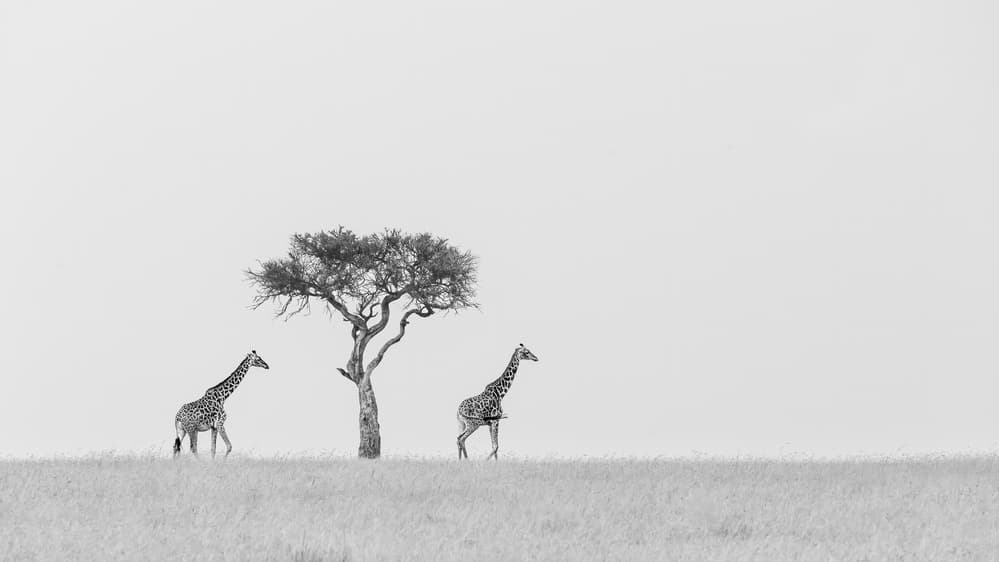 Elegant Giraffes Savannah Walk by Jun Zuo — canvas wall art