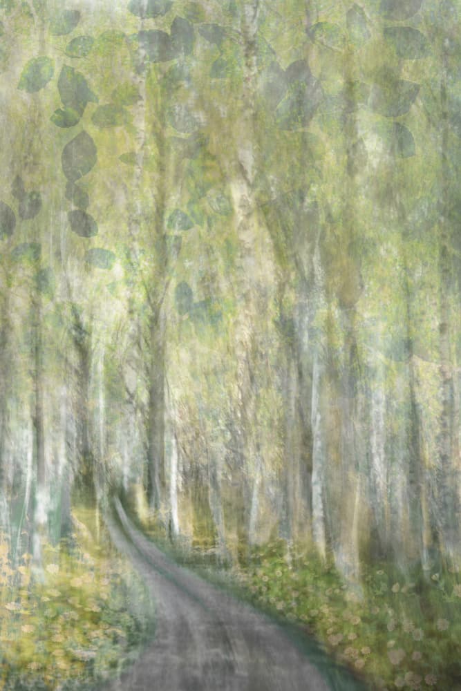 Dreamy Forest Path by Christina Sillen — canvas wall art