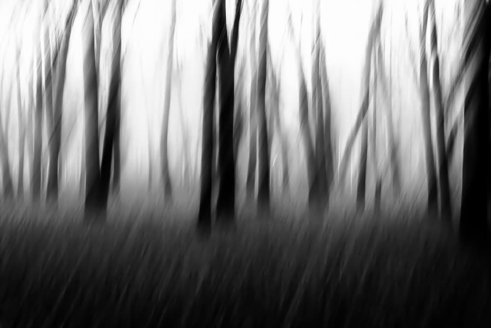 Forest In Motion by Imaginative — canvas wall art