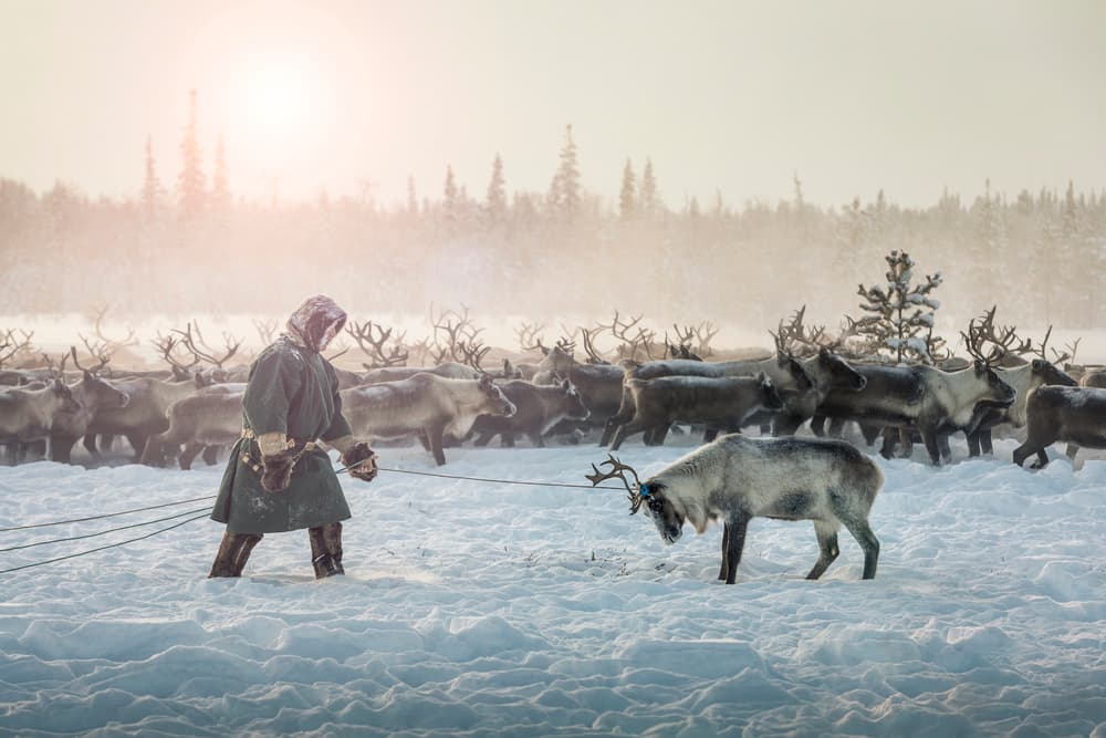 Winter Reindeer Herding by Patrik Minar — canvas wall art