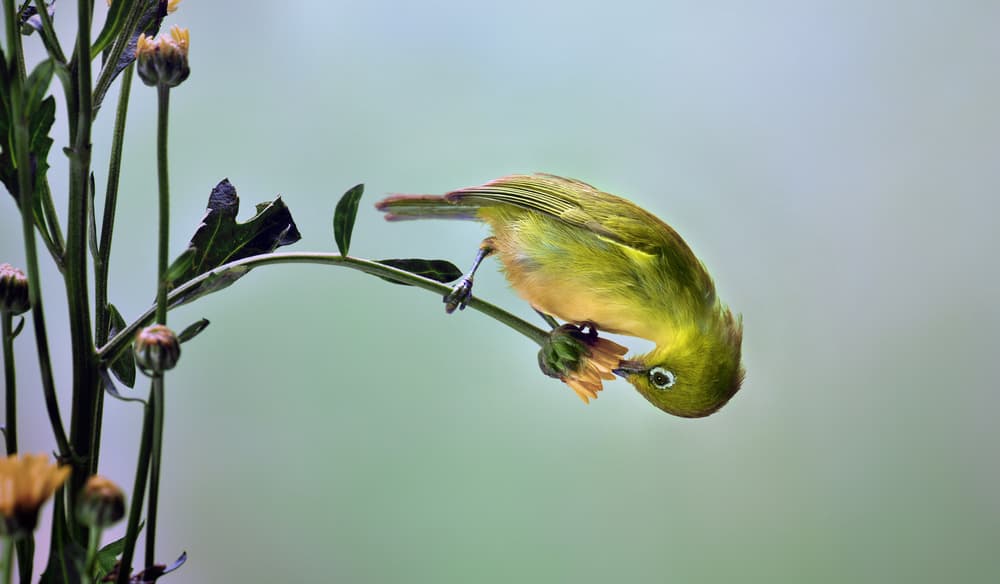 White-eye on Flower by Fahmi Bhs — canvas wall art