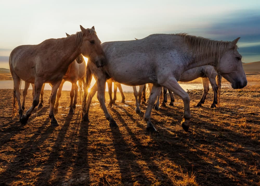 Wild Horses Golden Hour by Taksing (吉星高照) — canvas wall art
