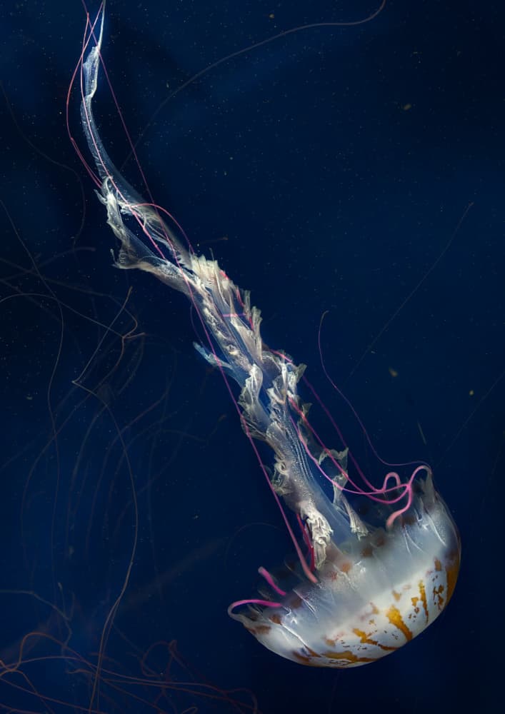 Graceful Pink Jellyfish by Kaisyakuji Yushi — canvas wall art