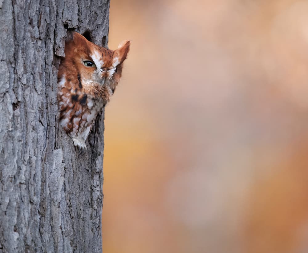 Owl in Tree Hollow by Eugene Zhu — canvas wall art