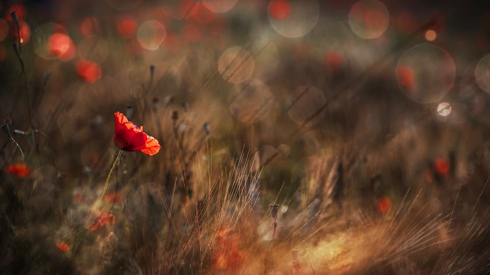 Poppy in Golden Light by Nicodemo Quaglia — canvas wall art