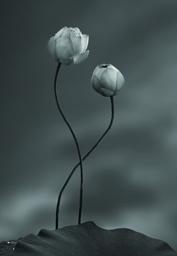 Elegant Lotus Duo by 大河  wei he — canvas wall art