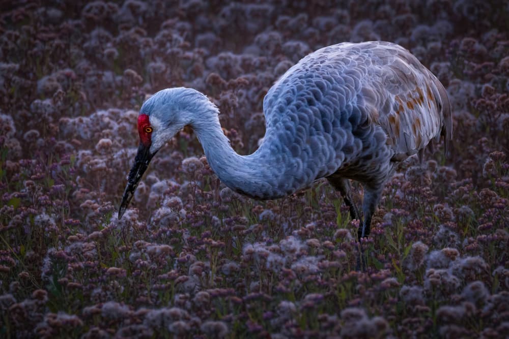 Sandhill Crane by Xiaohong Zhang — canvas wall art