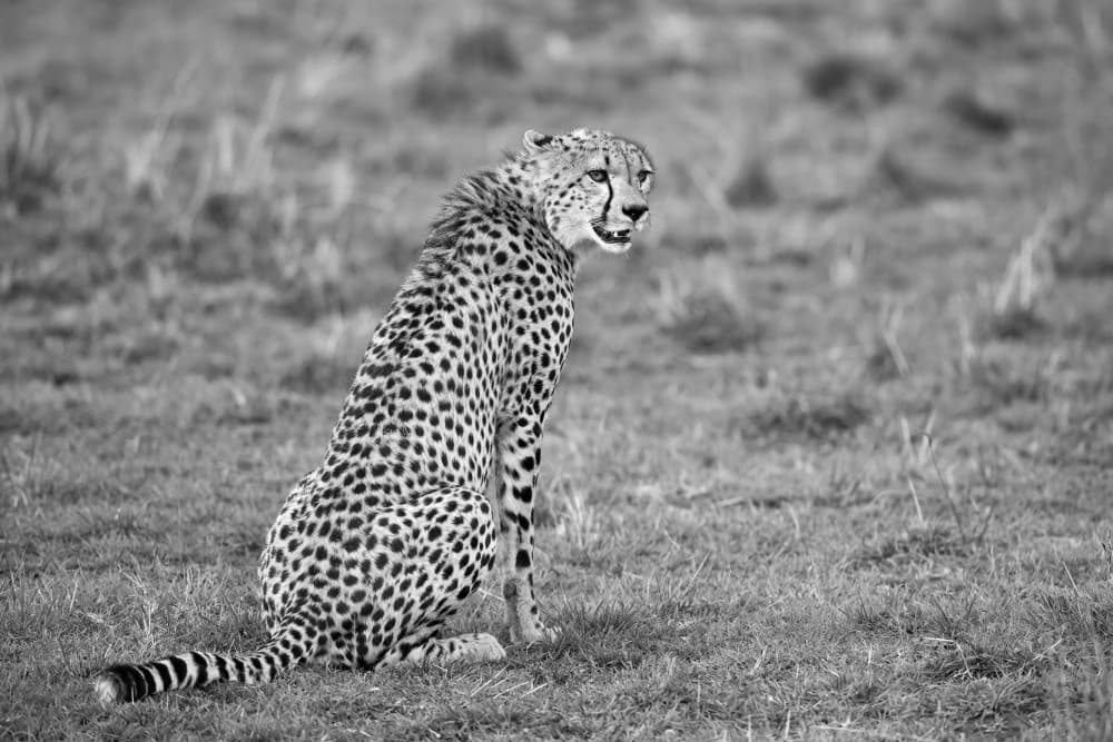 Watchful Savannah Cheetah by Marco Pozzi — canvas wall art
