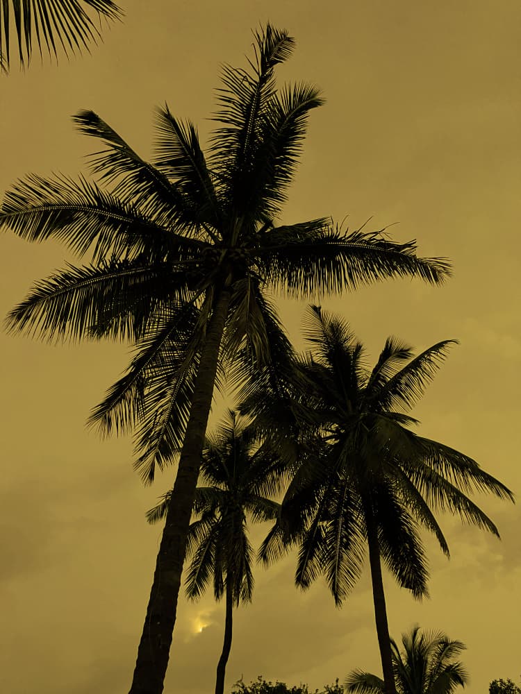 Golden Sunset Palms by Santhosh ch — canvas wall art