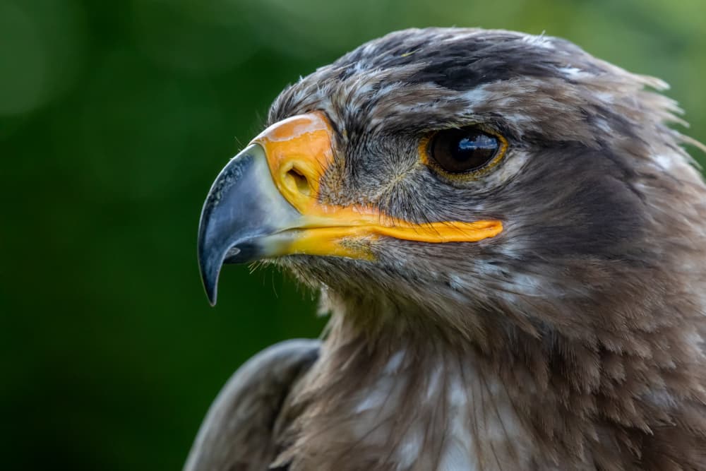 Majestic Eagle Profile by Urs Zimmermann — canvas wall art