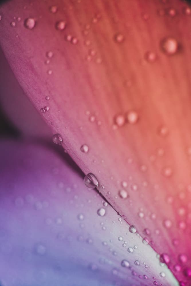 Colorful Flower Petal Drops by Javier Pardina — canvas wall art