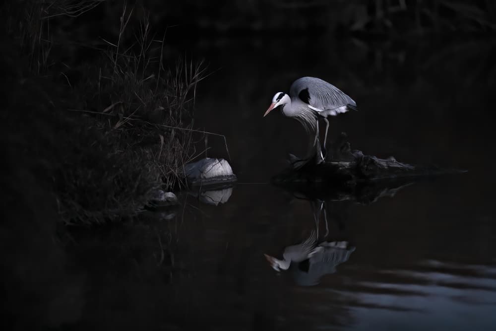 Grey Heron Reflection by Martine Benezech — canvas wall art