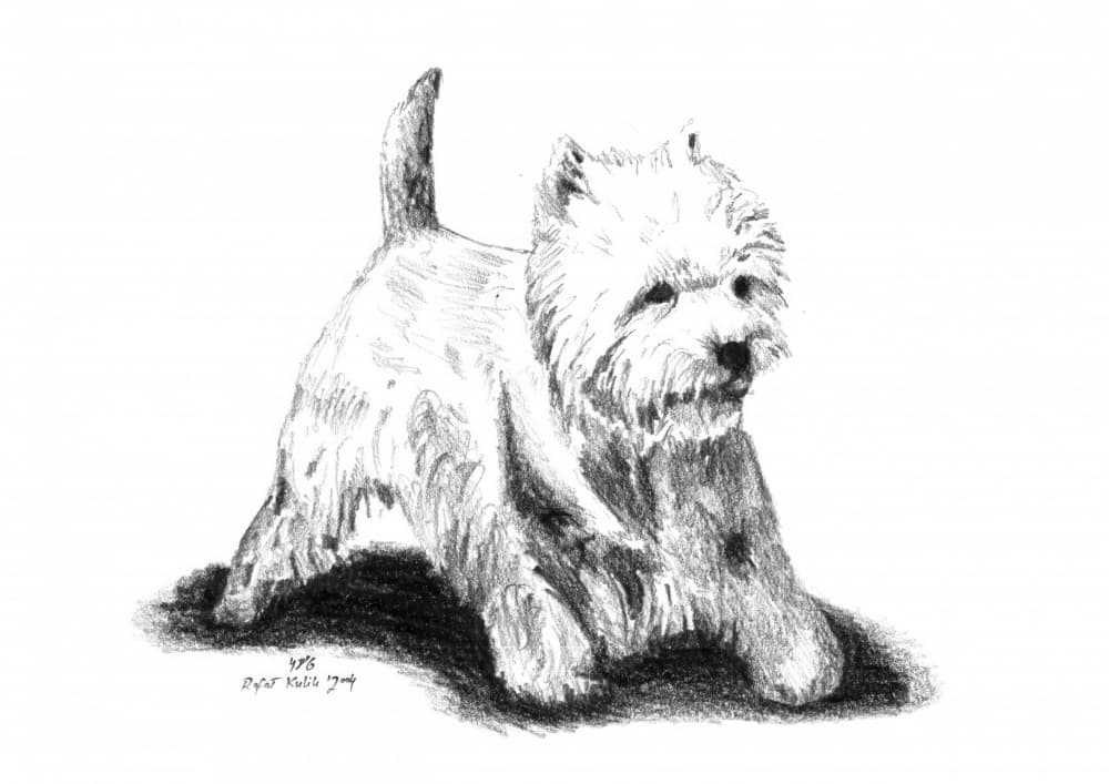 Playful Westie Sketch by Kulik — canvas wall art