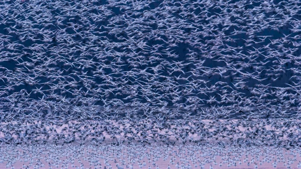 Snow Geese Migration by Tao Huang — canvas wall art
