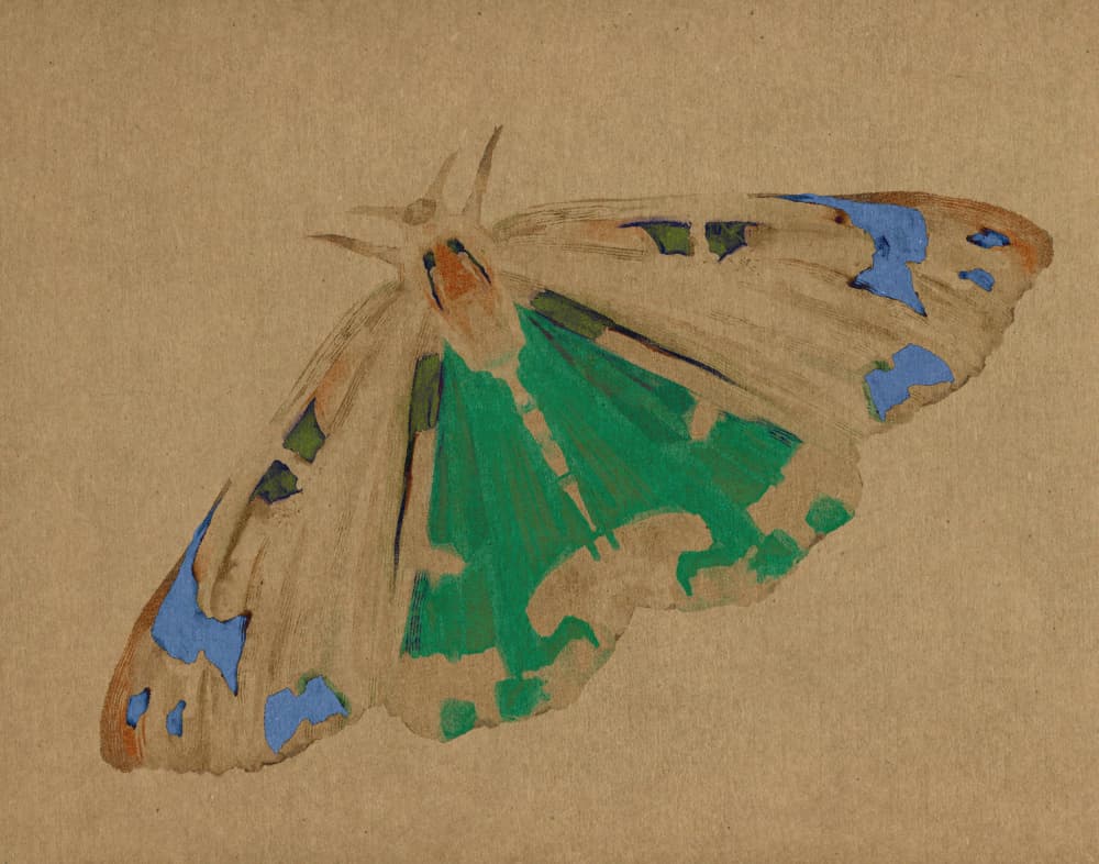 Delicate Green Moth by Josie George — canvas wall art