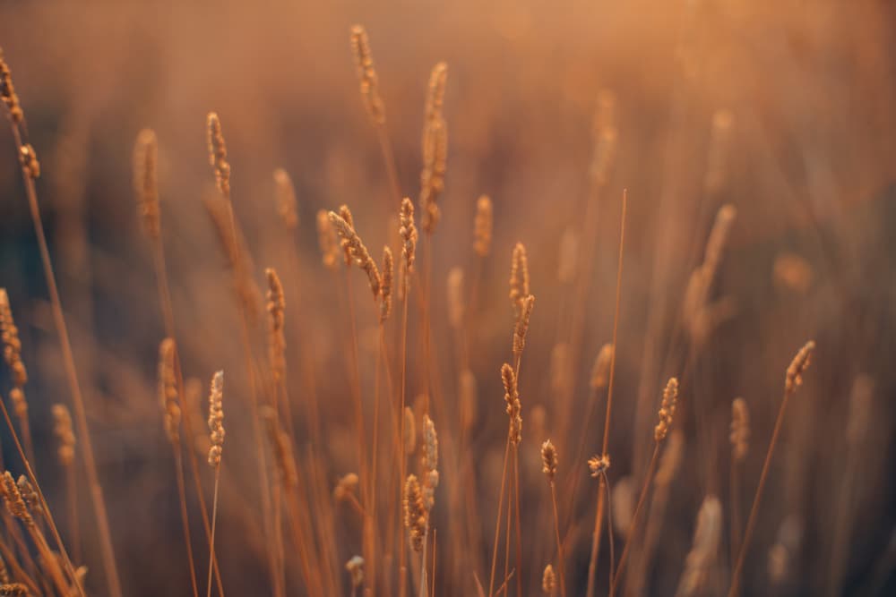 Golden Hour Meadow by Javier Pardina — canvas wall art