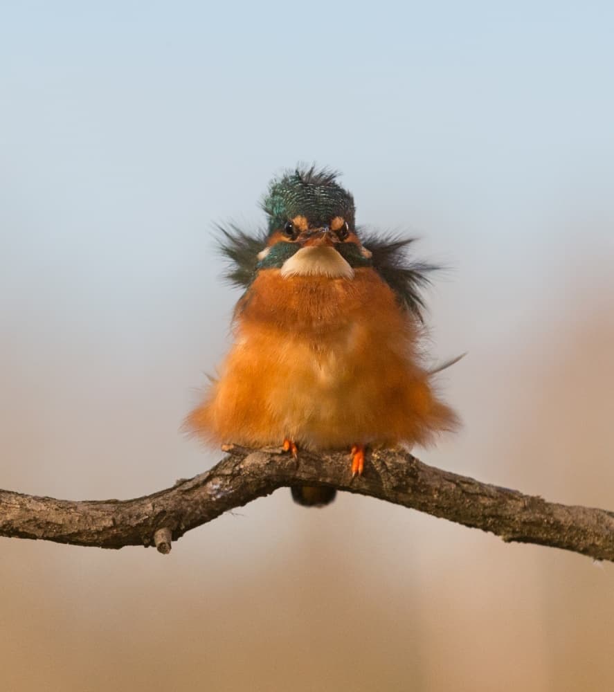 Fluffy Kingfisher Portrait by Cheng Chang — canvas wall art