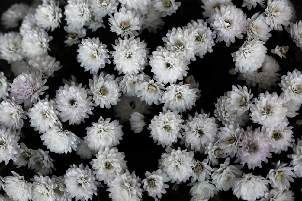 Tiny Flowers 3 by Mareike Böhmer — canvas wall art