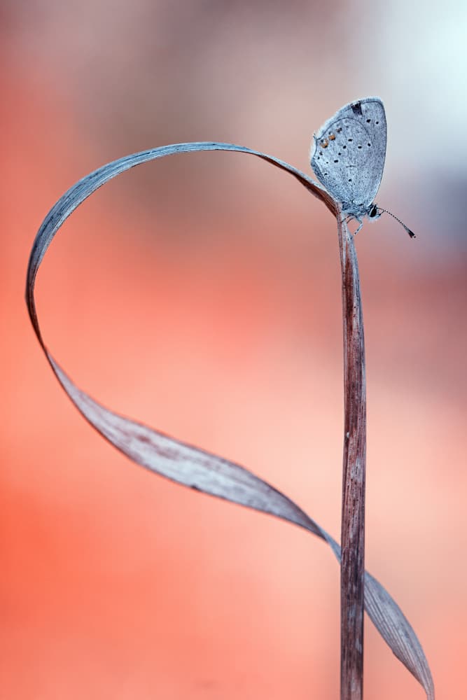 Butterfly's Gentle Arc by Fabrizio Daminelli — canvas wall art