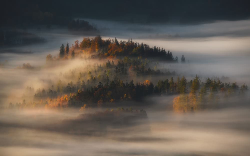 Golden Forest Mist by Tomasz Rojek — canvas wall art