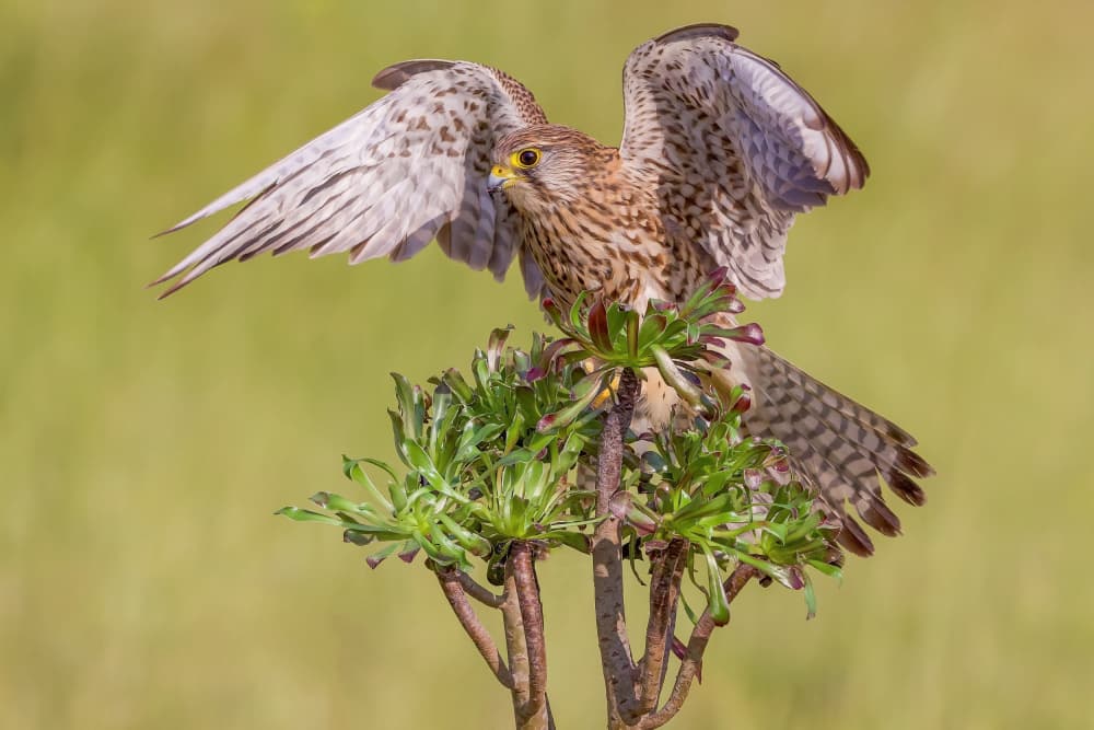 Kestrel Landing on Succulent by David Manusevich — canvas wall art