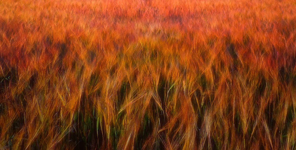 Golden Wheat Glow by Piotr Krol (Bax) — canvas wall art