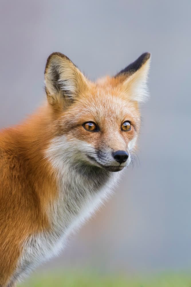 Curious Red Fox by Mircea Costina — canvas wall art