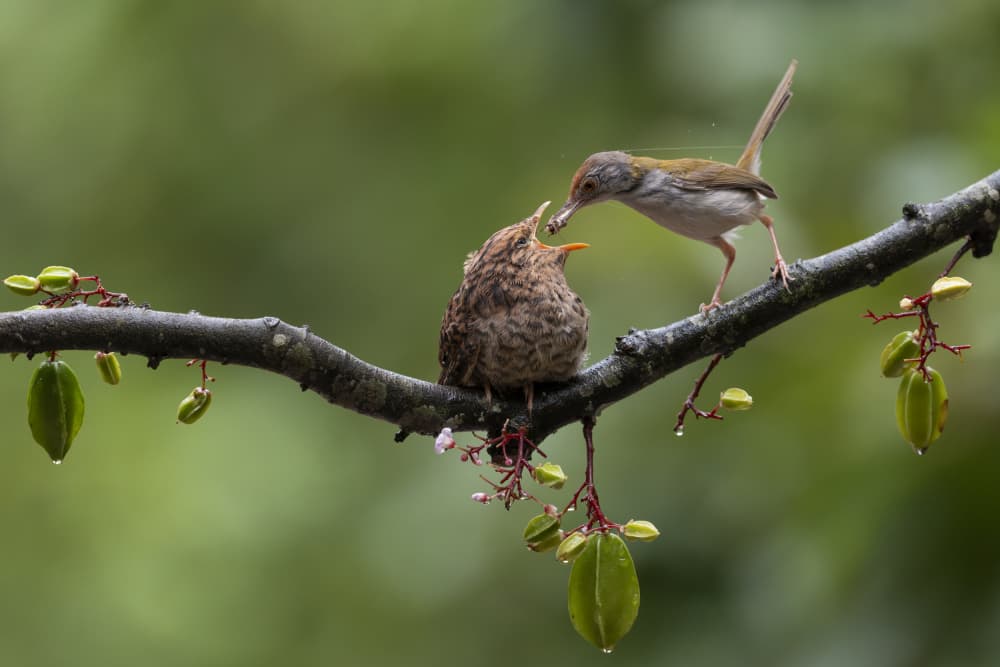 Young Bird's Meal by HuongHoang — canvas wall art