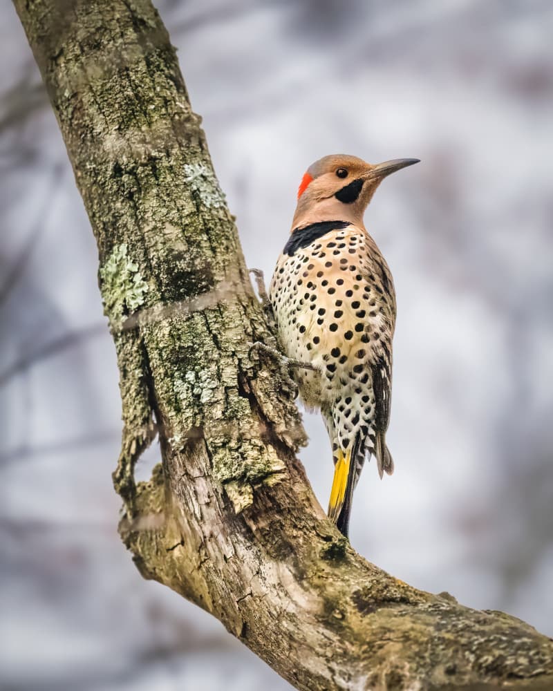 Yellow-Shafted Flicker Perched by Xiao Cai — canvas wall art